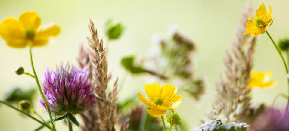 Fotoshoot veldboeket, weidebloemen, zonnebloemen, vaasje, zomer, drenthe, kinderen, plukken, foto, macro