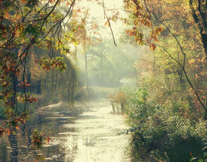 bos, lichtinval, heiig, herfst, fotografie, natuur, landschap