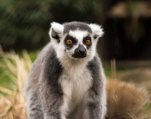 dierentuin, maki, raaf, aap, foto, fotografie