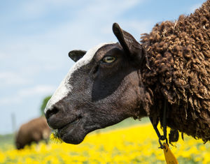 schaapjes, lammetjes, alpacart, herpen, weiland, paardenbloemen