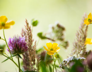 veldboeket, weidebloemen, zonnebloemen, vaasje, zomer, drenthe, kinderen, plukken, foto, macro