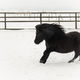 winter, sneeuw, foto, fotografie, dieren, paarden, galop, vorst, shetlander, jolig, portret