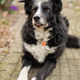 dier, hond, trouwe, viervoeter, fotografie