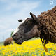 schaapjes, lammetjes, alpacart, herpen, weiland, paardenbloemen