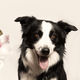 familie, fotografie, gezin, life garden, heesch, tuincentrum, cadeau, dieren, hond,