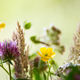 veldboeket, weidebloemen, zonnebloemen, vaasje, zomer, drenthe, kinderen, plukken, foto, macro